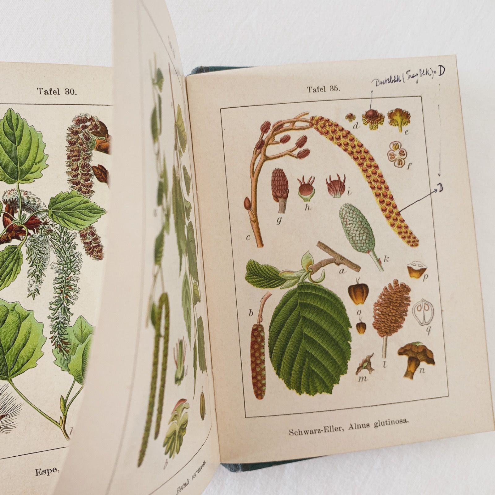 J.Sturm 14冊 ドイツ アンティーク 植物図鑑 ボタニカル ビンテージ