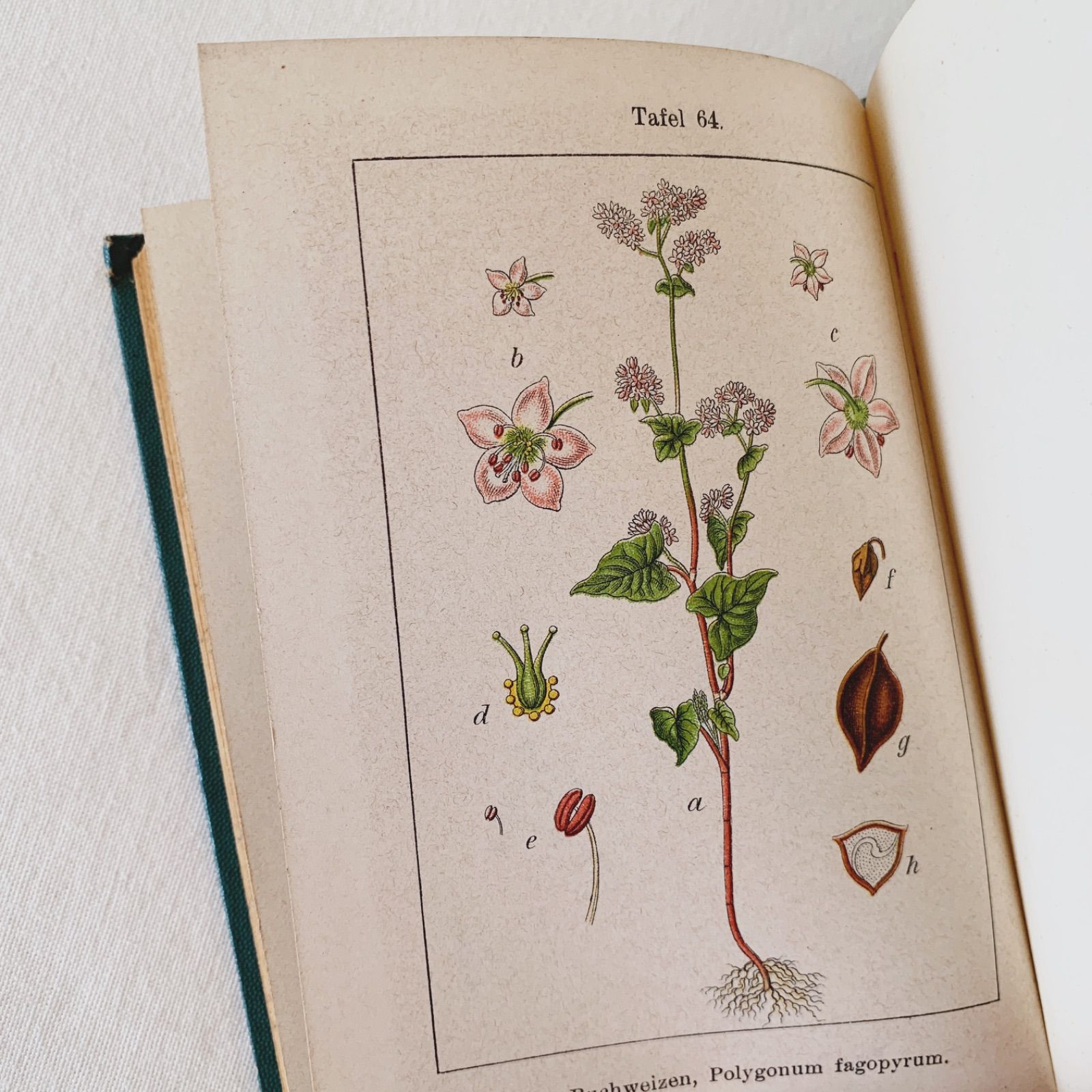 1905年 ドイツの美しい植物図鑑 J. Sturm