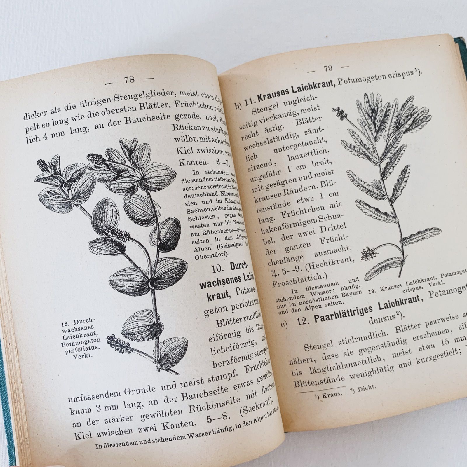 1905年 ドイツの美しい植物図鑑 J. Sturm