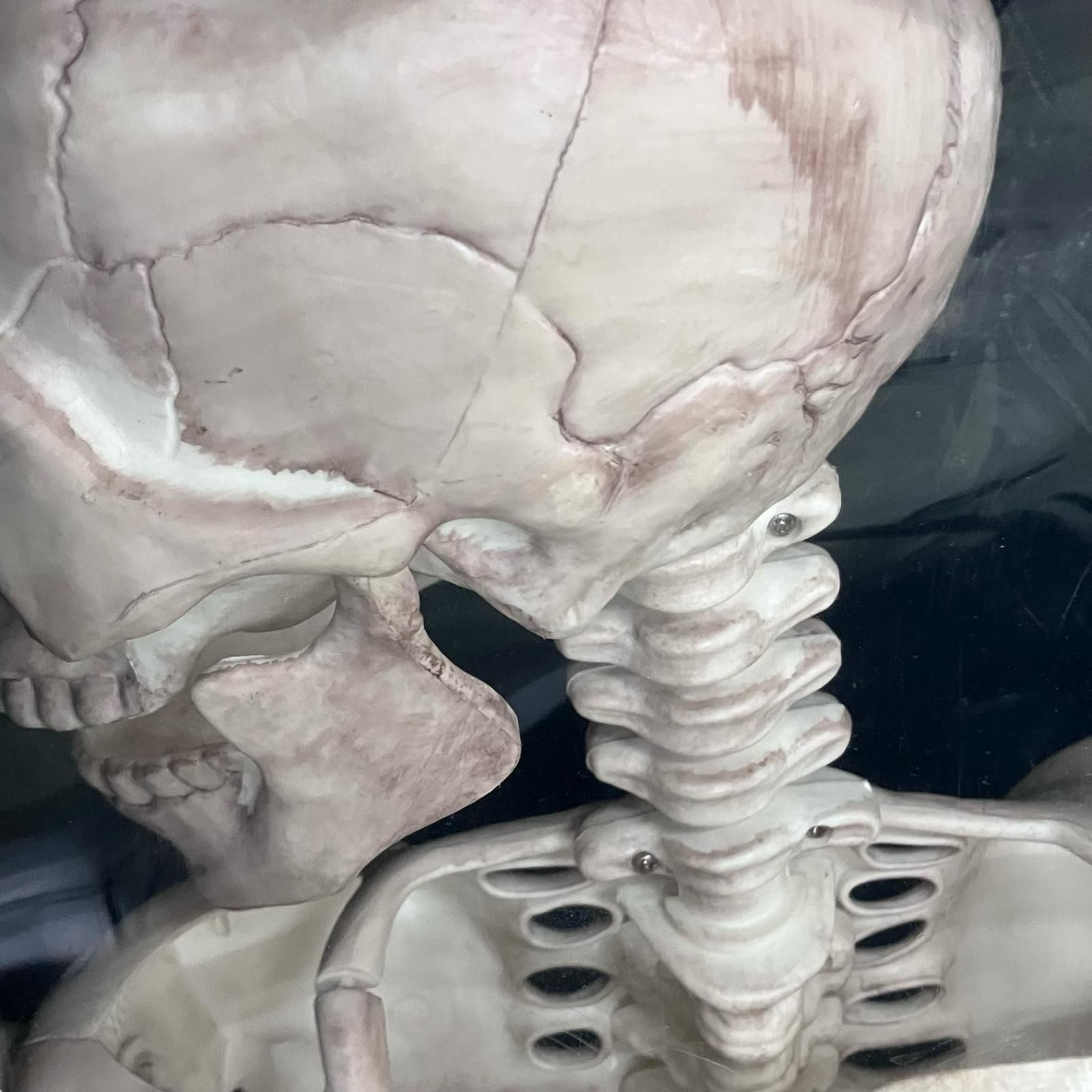 186000 現状品 POSE-N-STAY SKELETON SQUELETTE  ARTICULE ESQUELETO CON POSTURAS ポーズスケルトンフィギュア [250616HM110058] 186000 現状品 POSE-N-STAY SKELETON SQUELETTE ARTICULE ESQUELETO