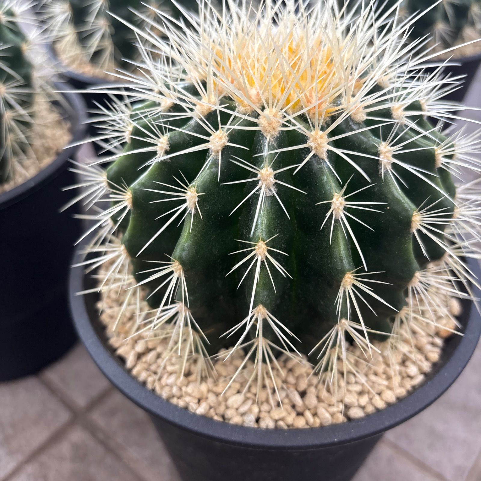 観葉植物 金鯱 黄金金鯱 サボテン キンシャチ 12号 ロックガーデン