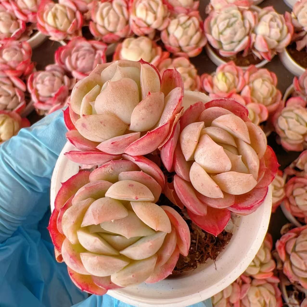 12株の抜き苗セット】アップル美人 多肉植物 佐川急便発送 エケベリア