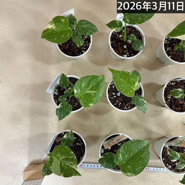注目 極矮性 黄斑モンステラ タイコンステレーション マイクロ
