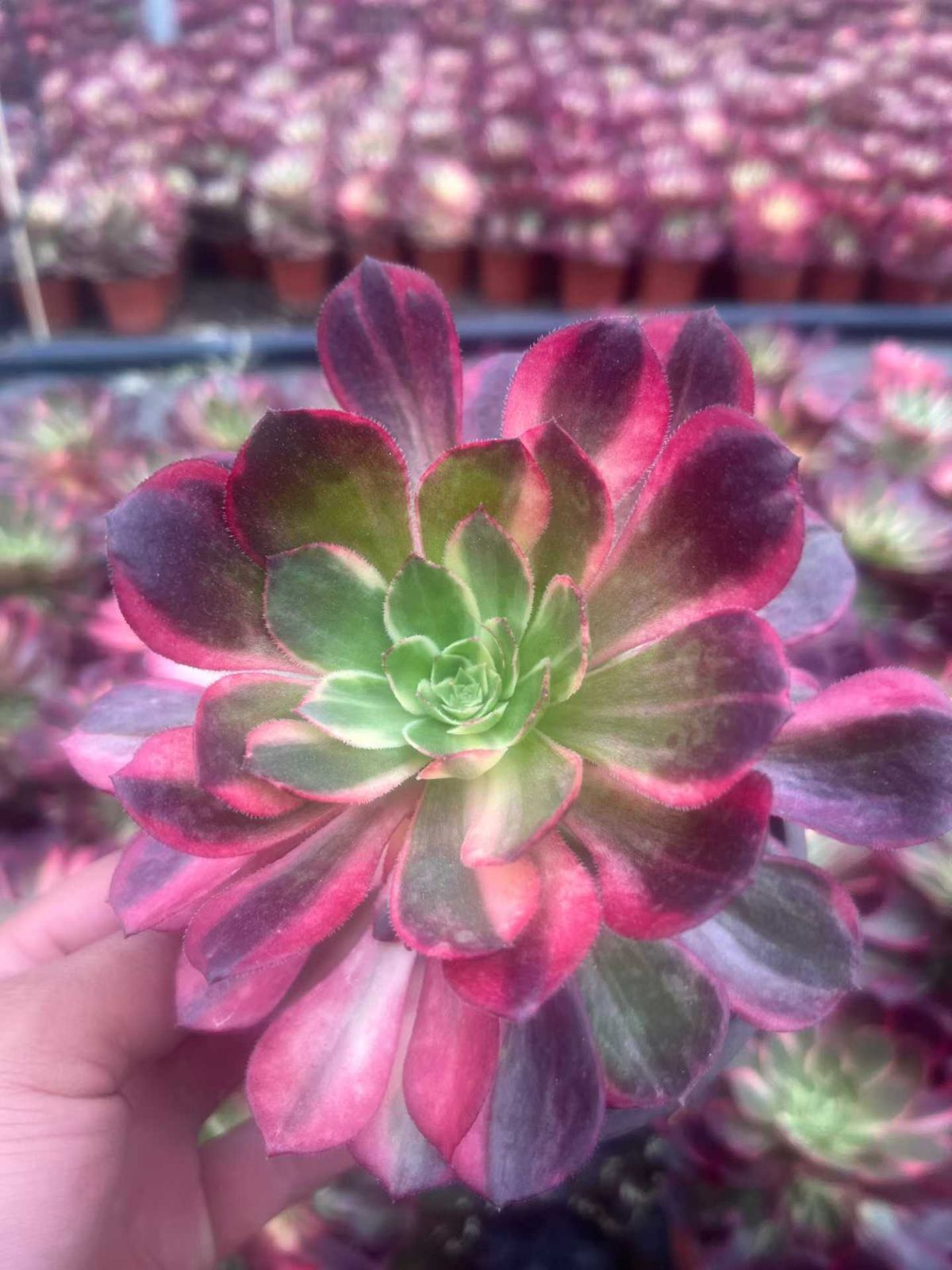 新入荷 クロマキン×12株 Z4216抜き苗 多肉植物　詰め合わせ アエオニウム エケベリア サボテン 韓国苗