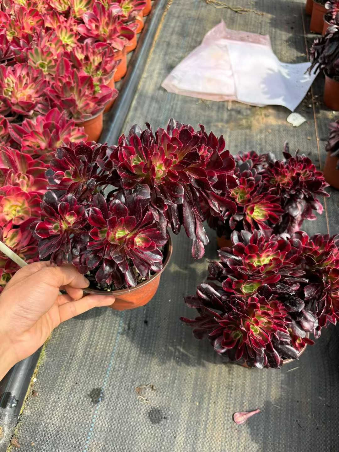 新入荷 メドゥサズイ×12株 Z4305抜き苗 多肉植物　詰め合わせ アエオニウム エケベリア サボテン 韓国苗