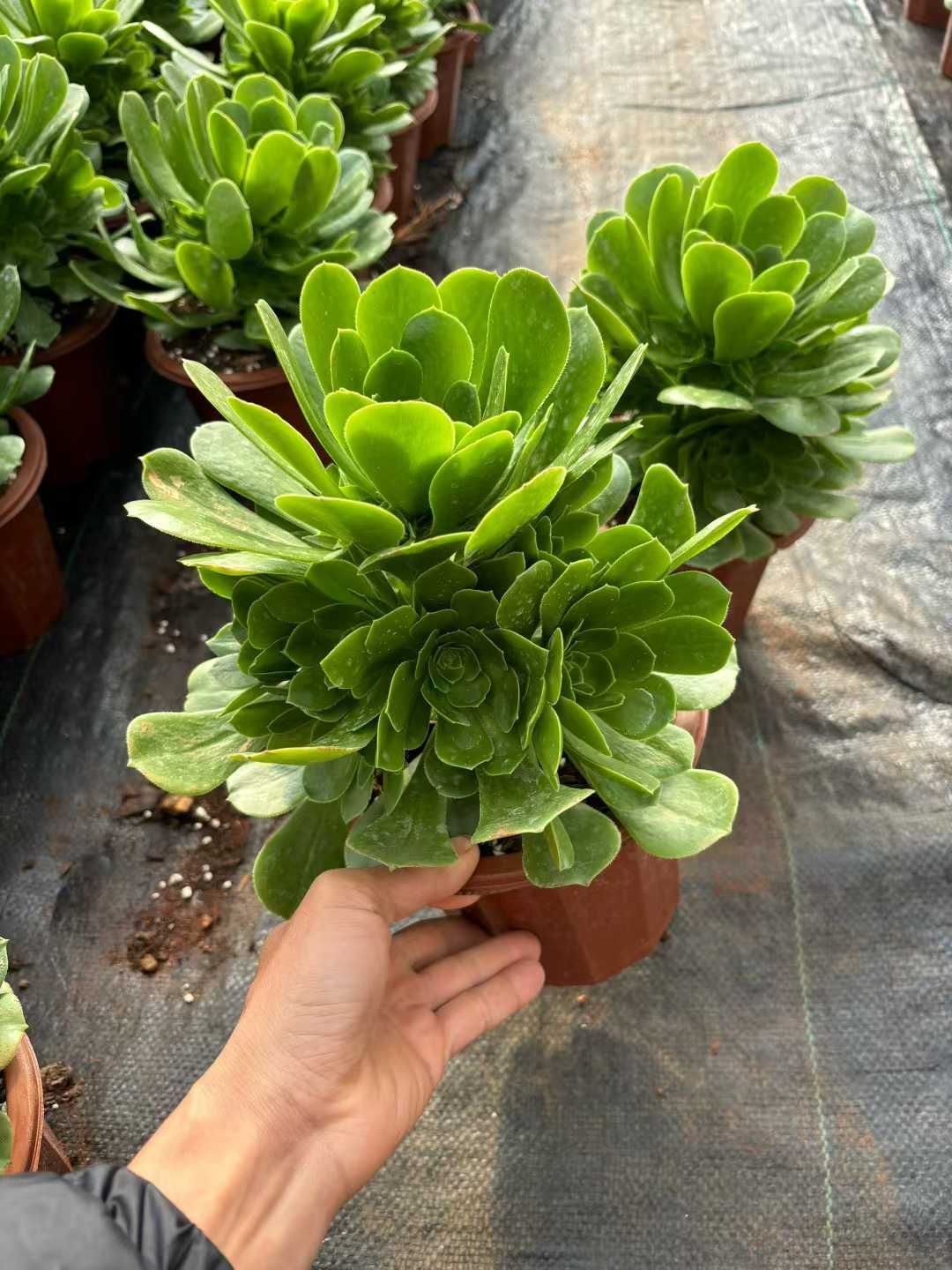 新入荷 ミドリヨウジュウ×8株 Z4314抜き苗 多肉植物　詰め合わせ アエオニウム エケベリア サボテン 韓国苗