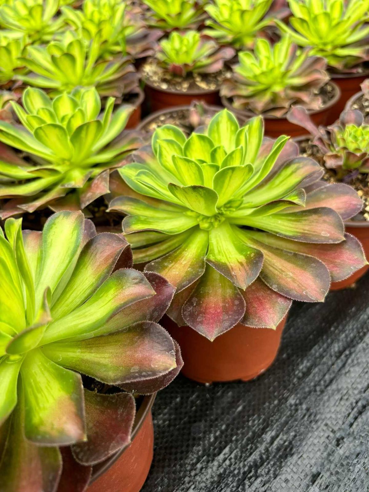 新入荷 ショウカ×12株 Z4281抜き苗 多肉植物　詰め合わせ アエオニウム エケベリア サボテン 韓国苗