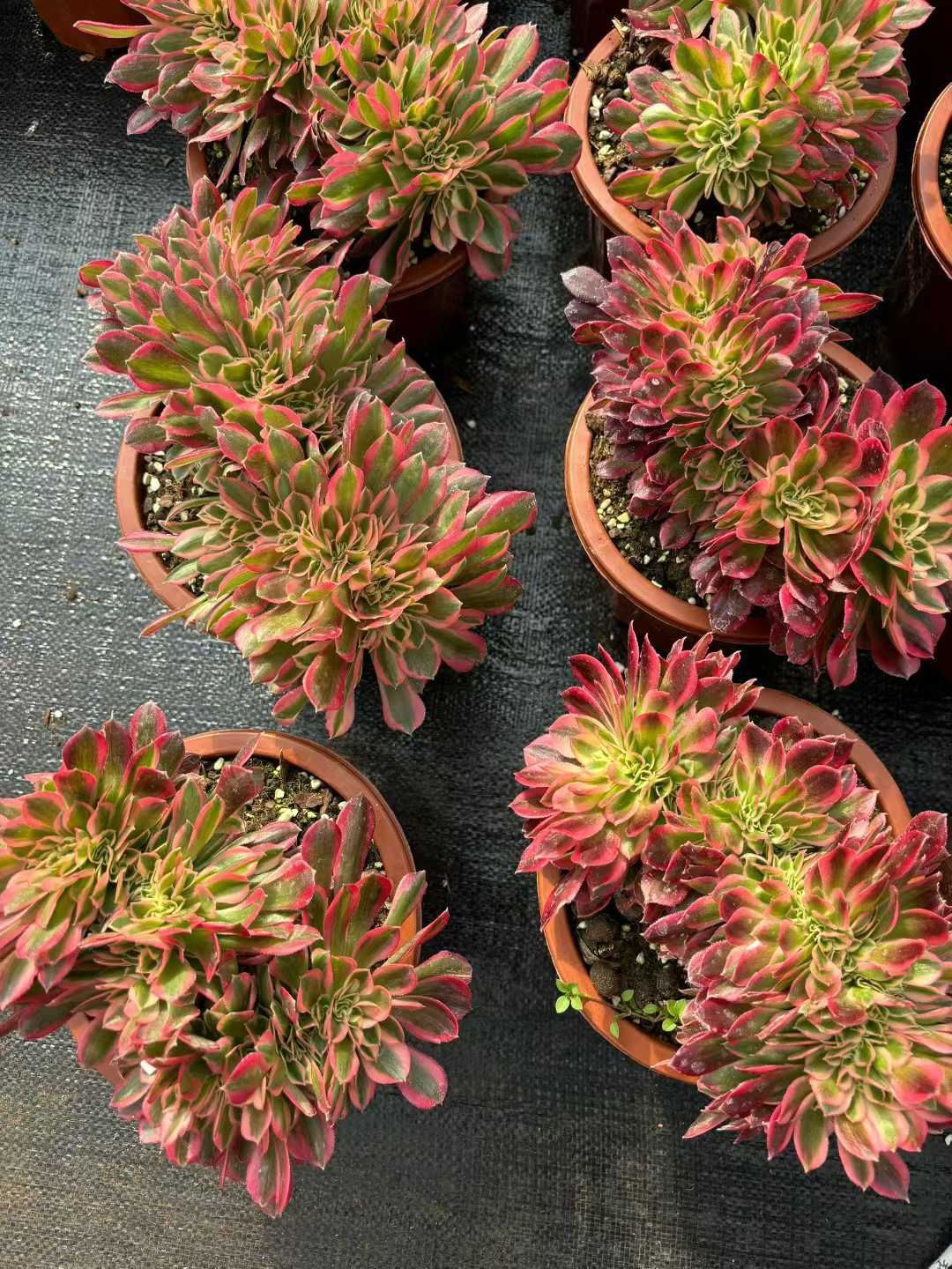 新入荷 ミコズイ×8株 Z4315抜き苗 多肉植物　詰め合わせ アエオニウム エケベリア サボテン 韓国苗