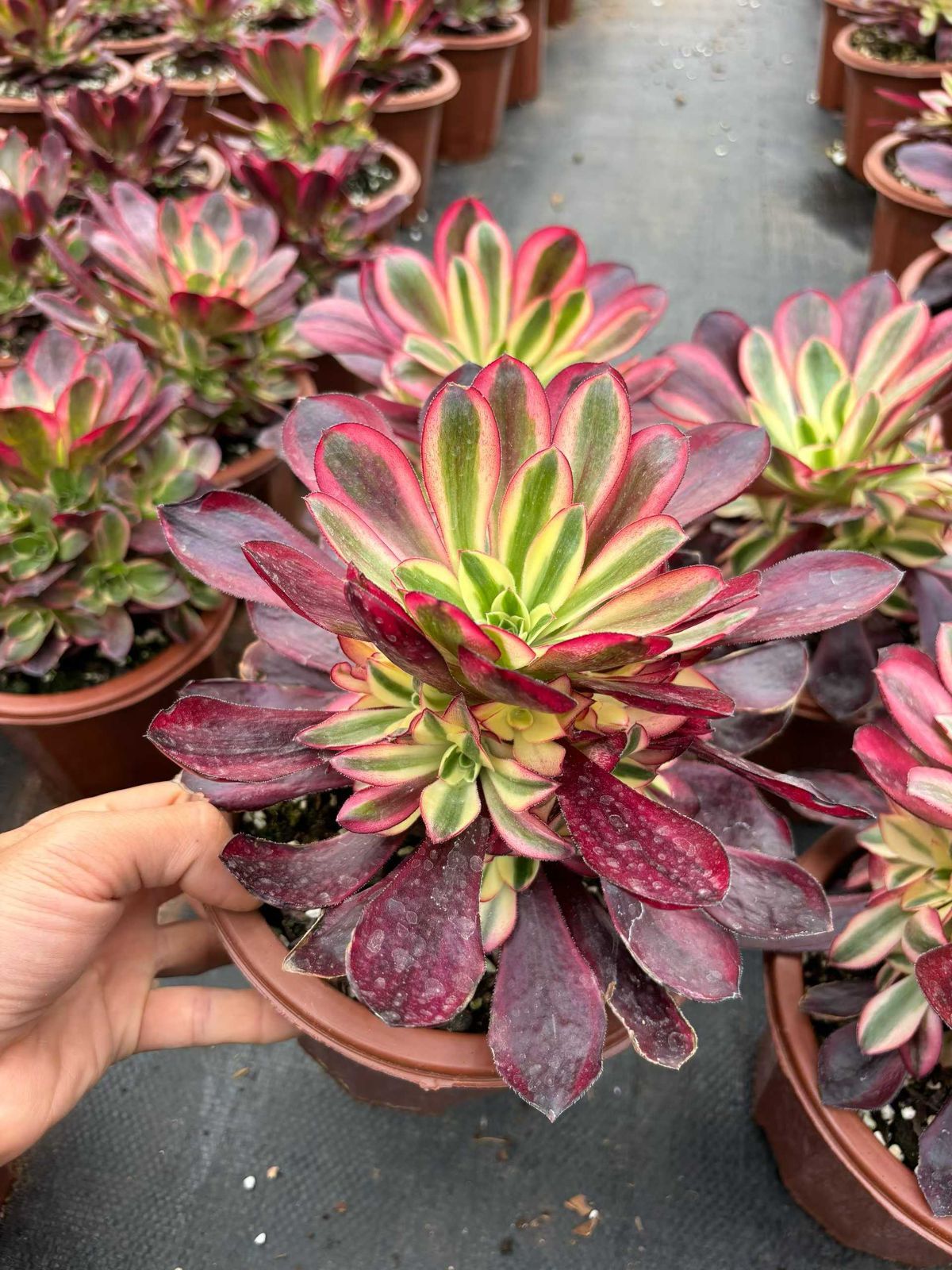 新入荷 ウドシロニシキブーケ×6株 Z4294抜き苗 多肉植物　詰め合わせ アエオニウム エケベリア サボテン 韓国苗