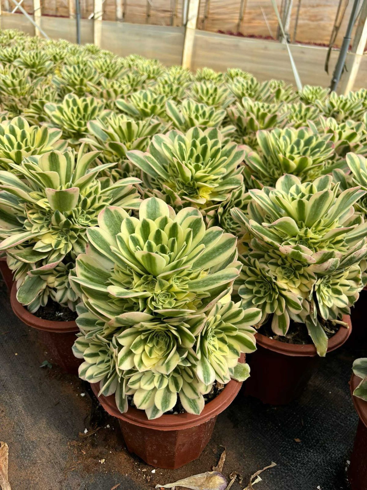 新入荷 テホウマイバッハ×6株 Z4284抜き苗 多肉植物 詰め合わせ アエオニウム エケベリア サボテン 韓国苗