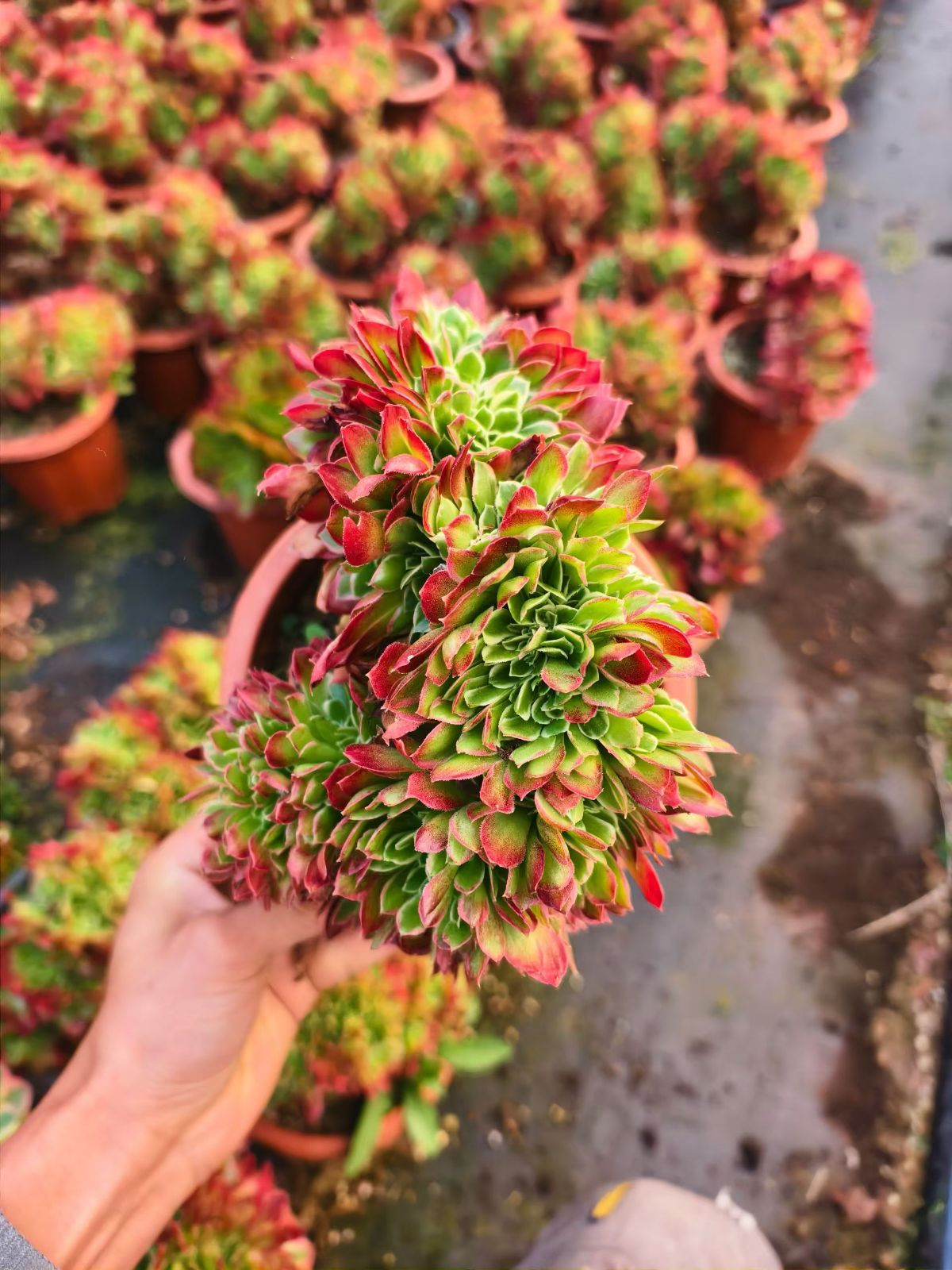 新入荷 ハクホウズイカ×6株 Z4327抜き苗 多肉植物 詰め合わせ アエオニウム エケベリア サボテン 韓国苗