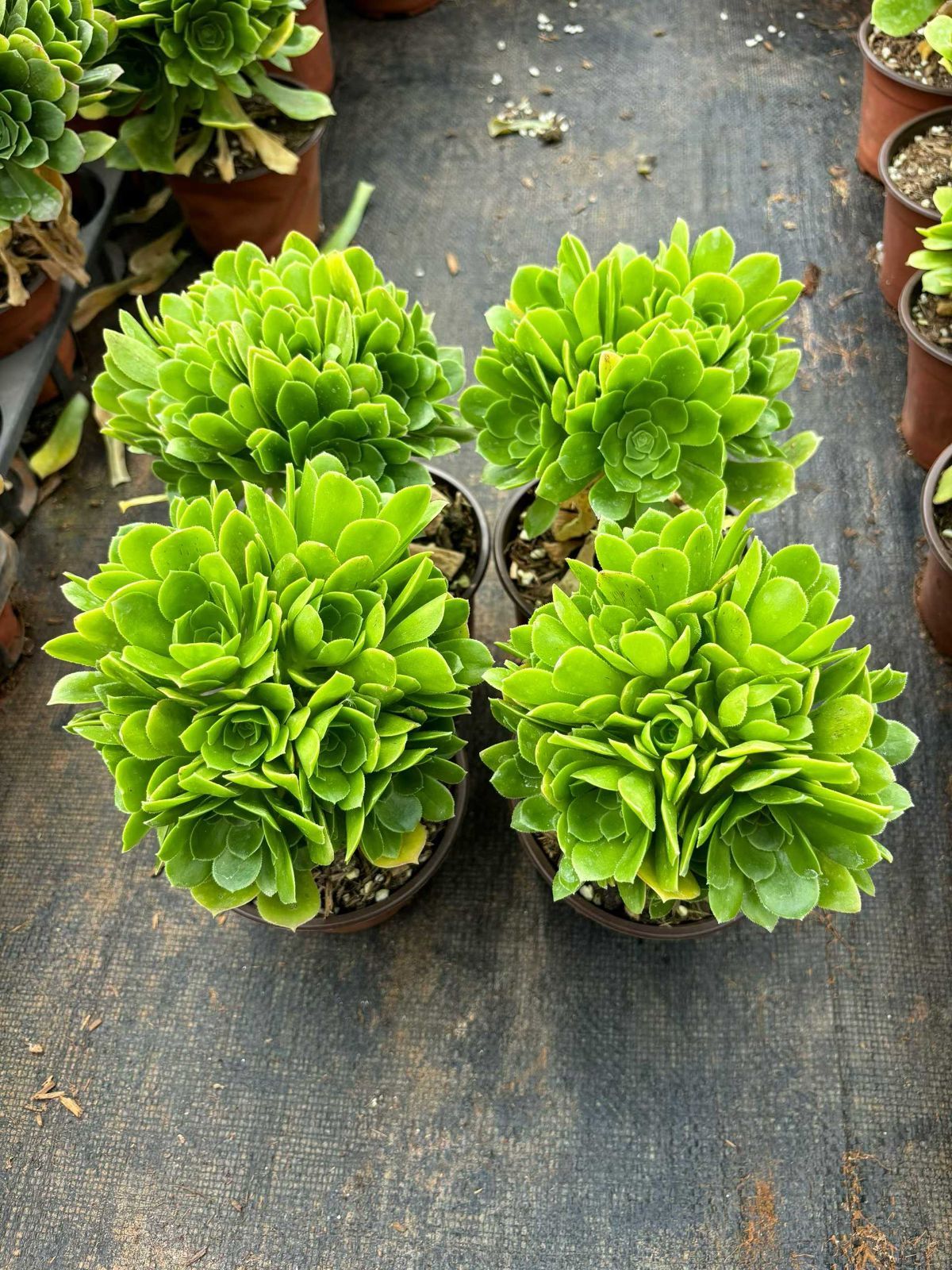 新入荷 ミドリヨウジュウ×6株 Z4298抜き苗 多肉植物 詰め合わせ アエオニウム エケベリア サボテン 韓国苗