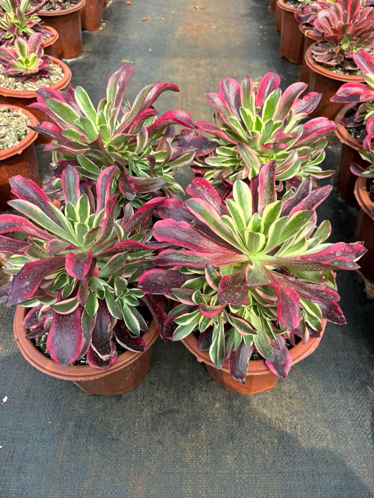 新入荷 サクランボ（コバミカゲ）×6株 Z4288抜き苗 多肉植物　詰め合わせ アエオニウム エケベリア サボテン 韓国苗 7,700円