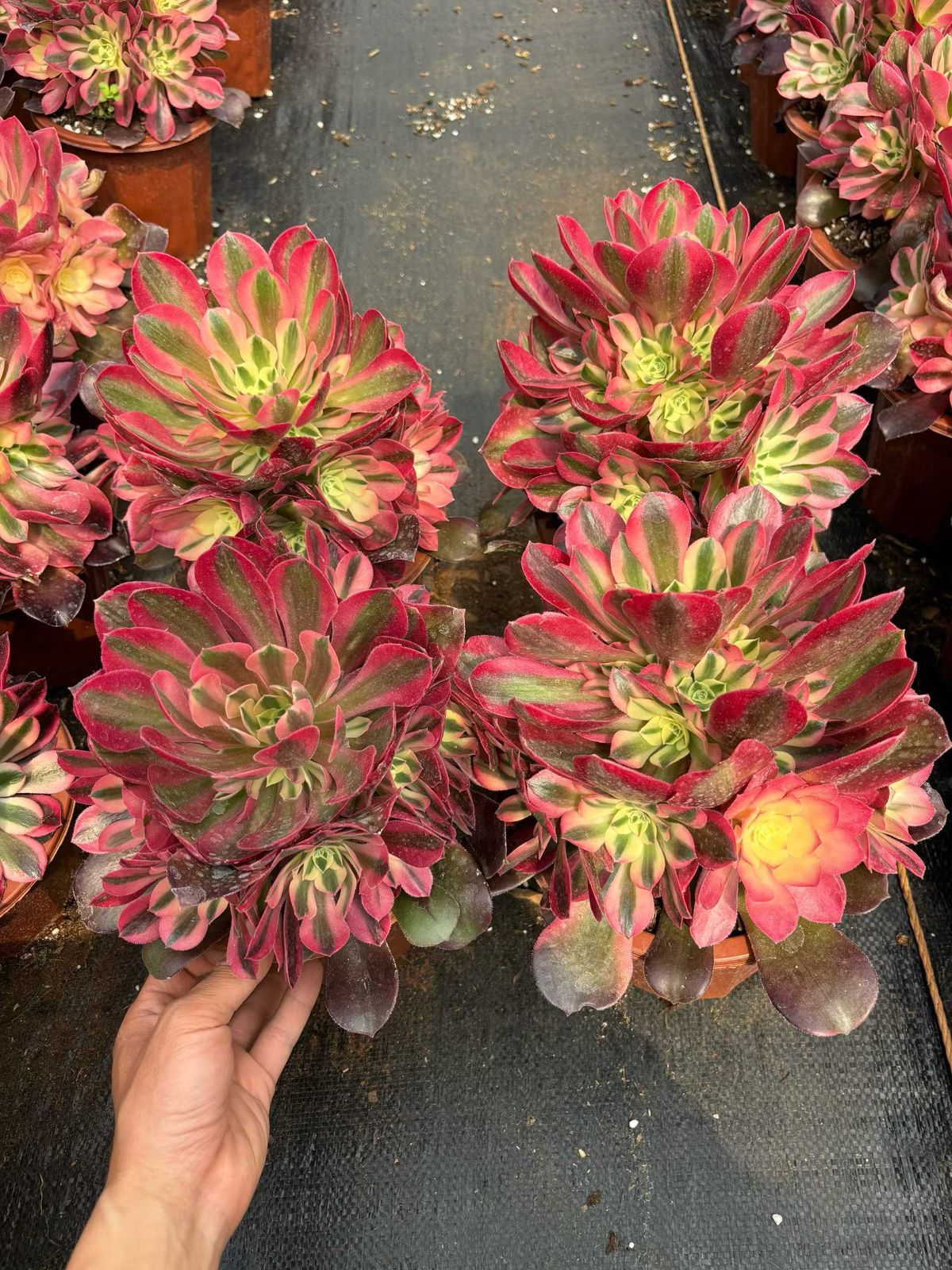 新入荷 シャンピニジョウテホウ×6株 Z4290抜き苗 多肉植物　詰め合わせ アエオニウム エケベリア サボテン 韓国苗