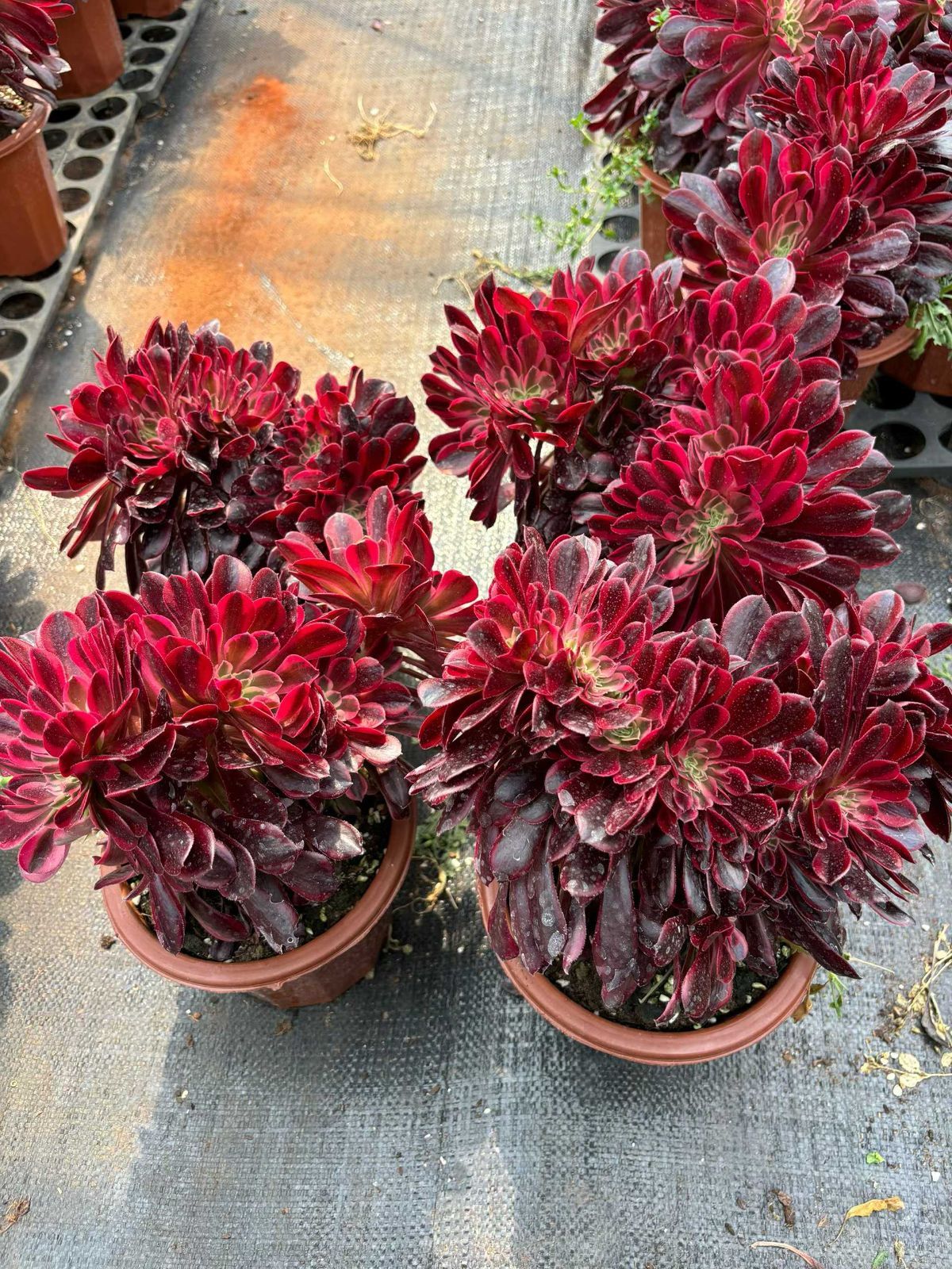 新入荷 メドゥサズイ×6株 Z4289抜き苗 多肉植物 詰め合わせ アエオニウム エケベリア サボテン 韓国苗