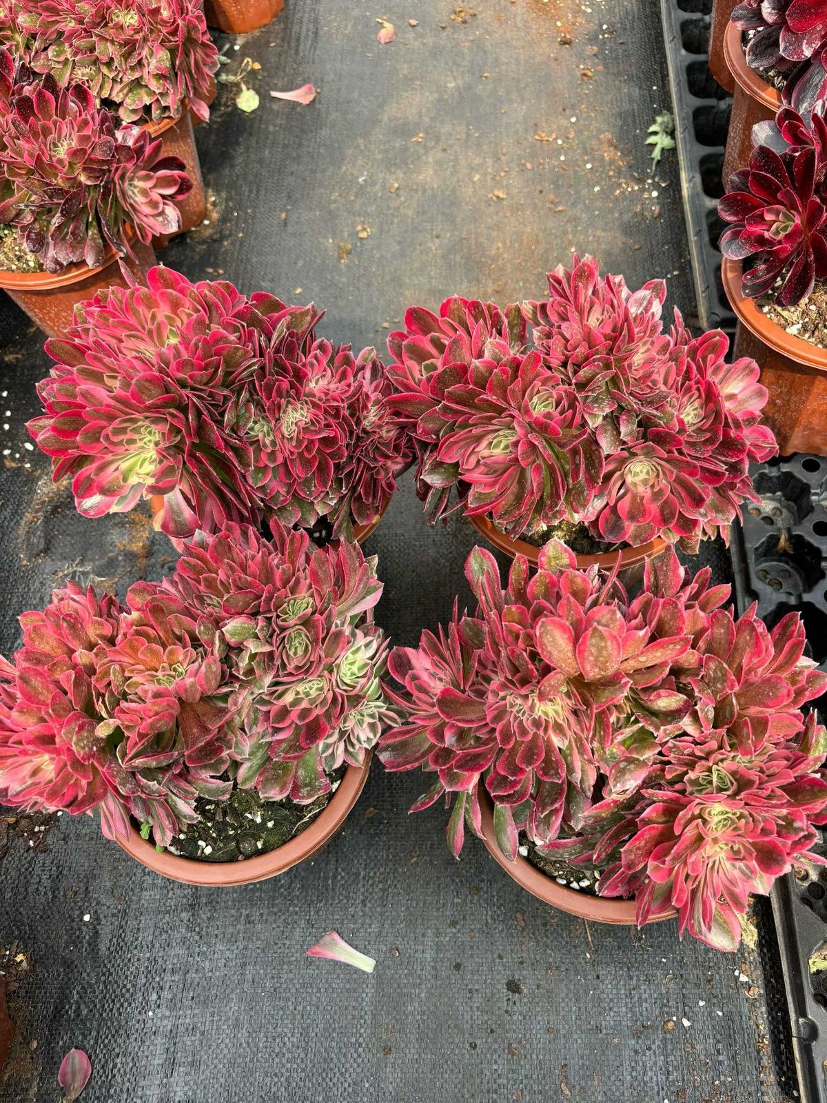 新入荷 ミコズイ×6株 Z4285抜き苗 多肉植物 詰め合わせ アエオニウム エケベリア サボテン 韓国苗