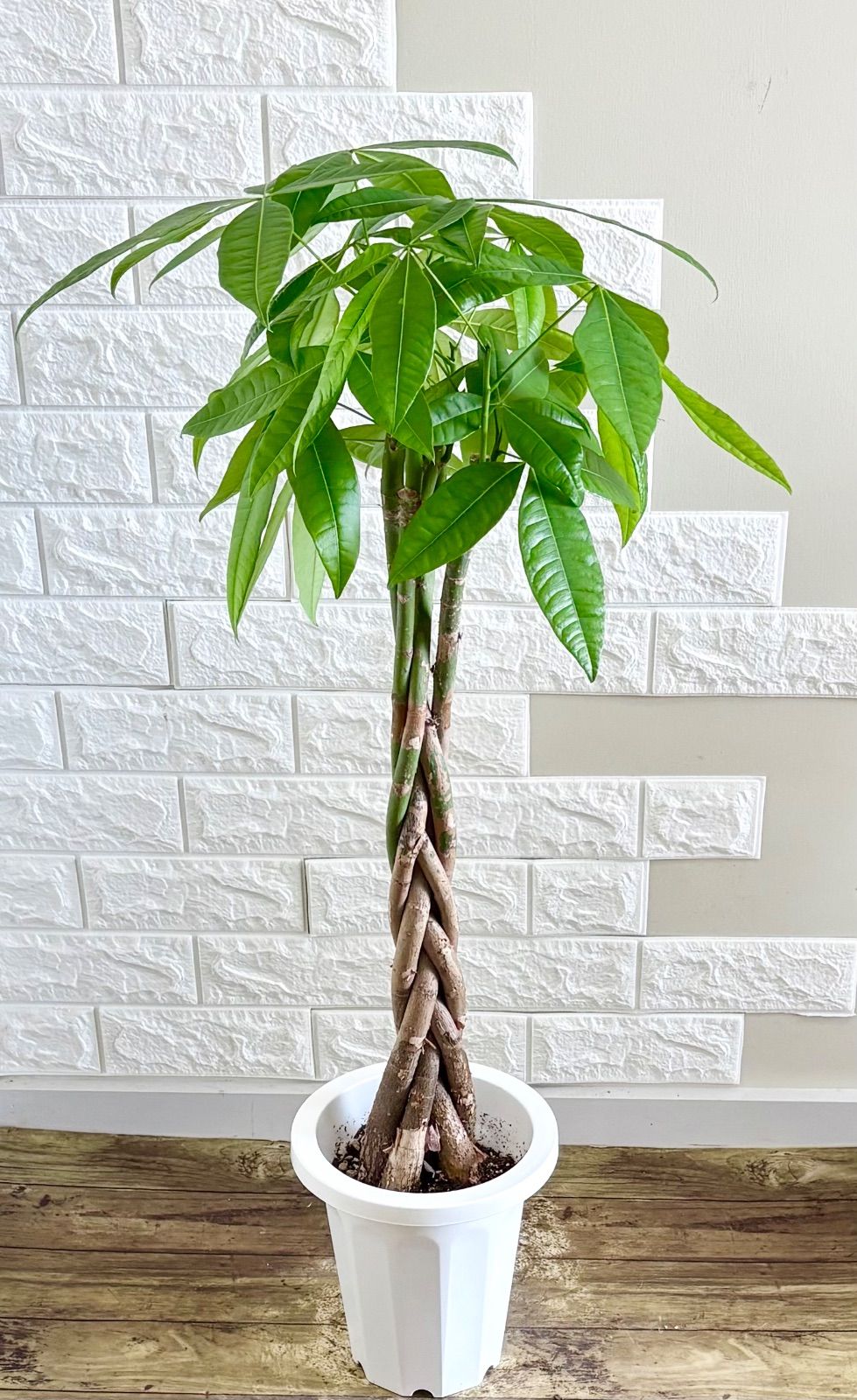 ねじりパキラ⭐️編み込み　観葉植物