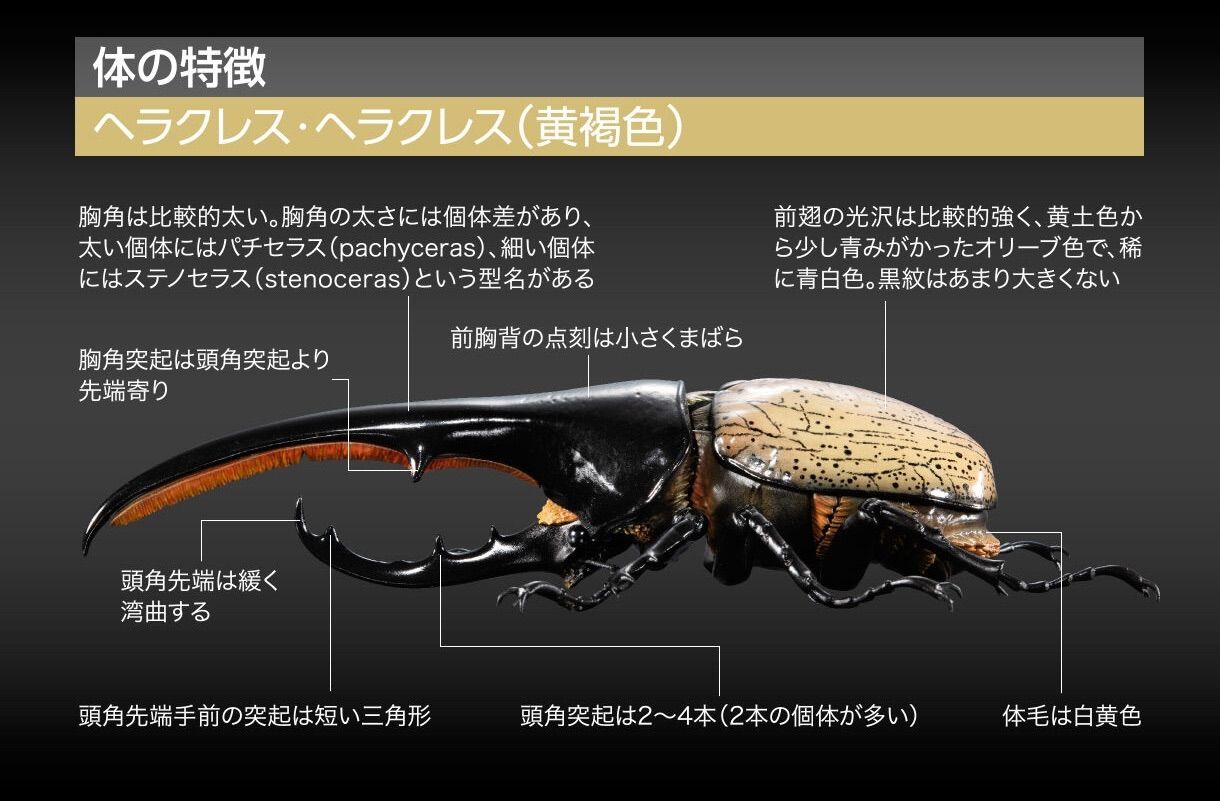 いきもの大図鑑プレミアム ヘラクレスオオカブト（ヘラクレス