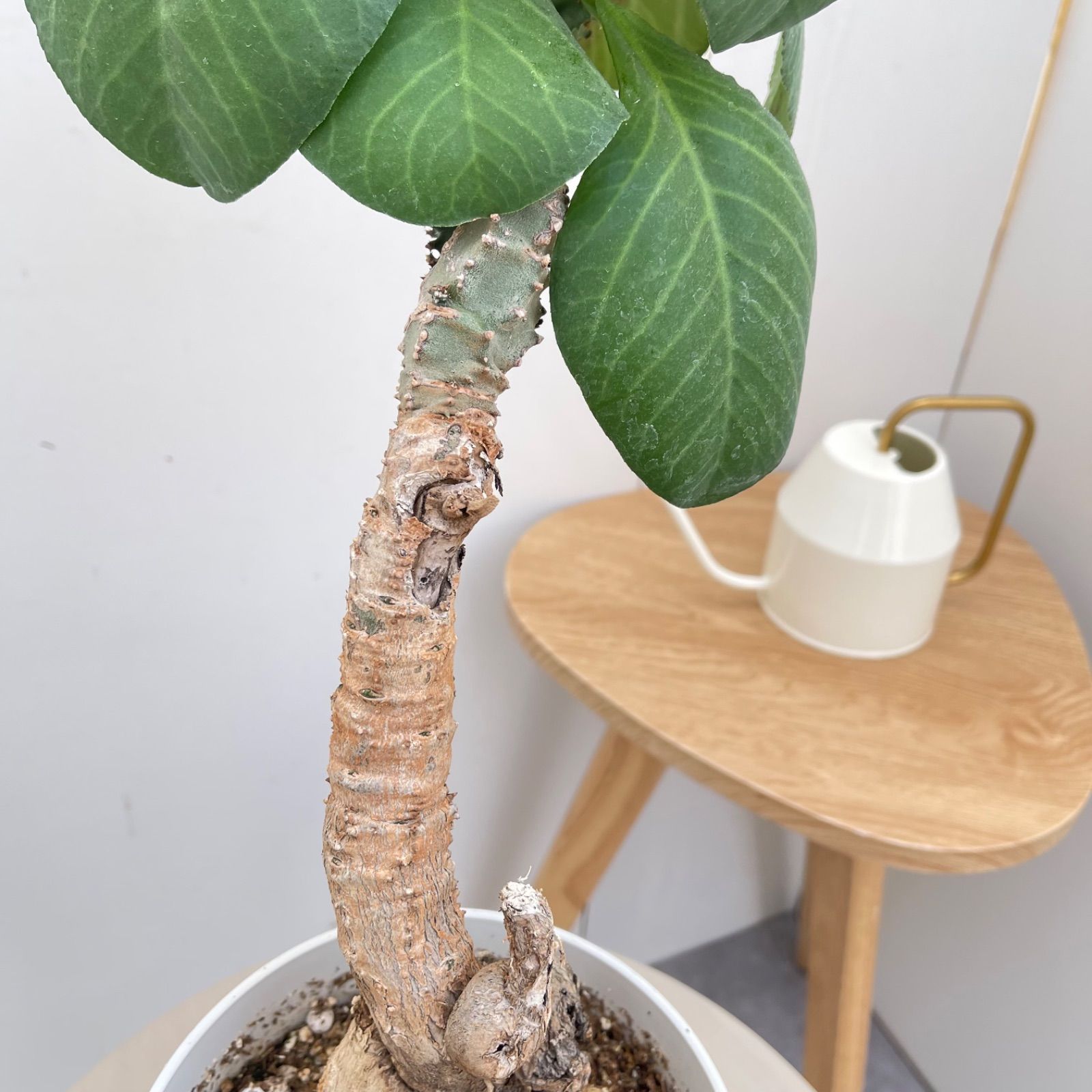 モナデニウム マグニフィカム【現品】☆希少☆ 観葉植物 塊根植物