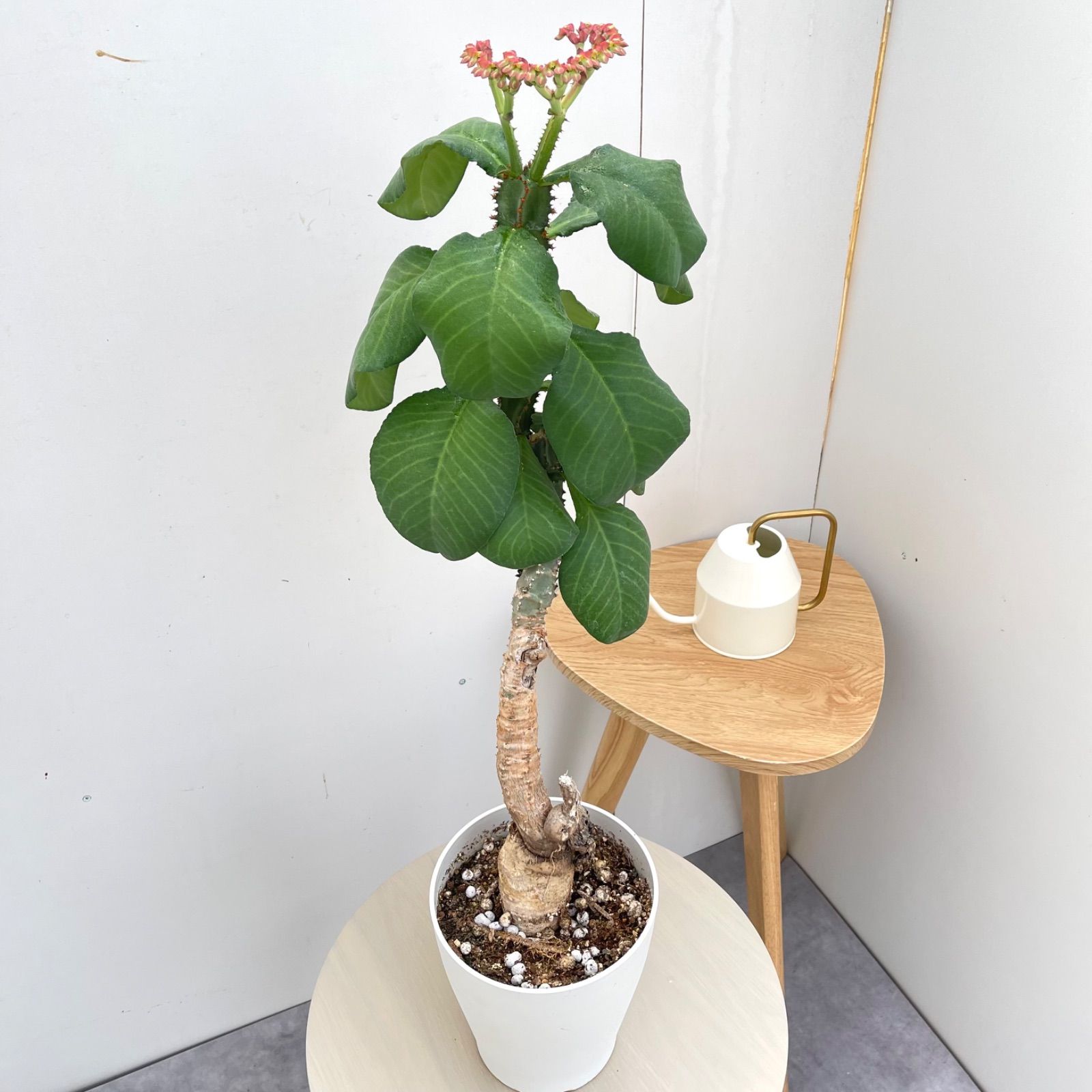 モナデニウム マグニフィカム【現品】☆希少☆ 観葉植物 塊根植物
