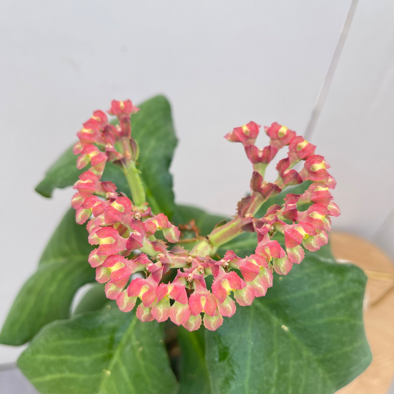 モナデニウム マグニフィカム【現品】☆希少☆ 観葉植物 塊根植物