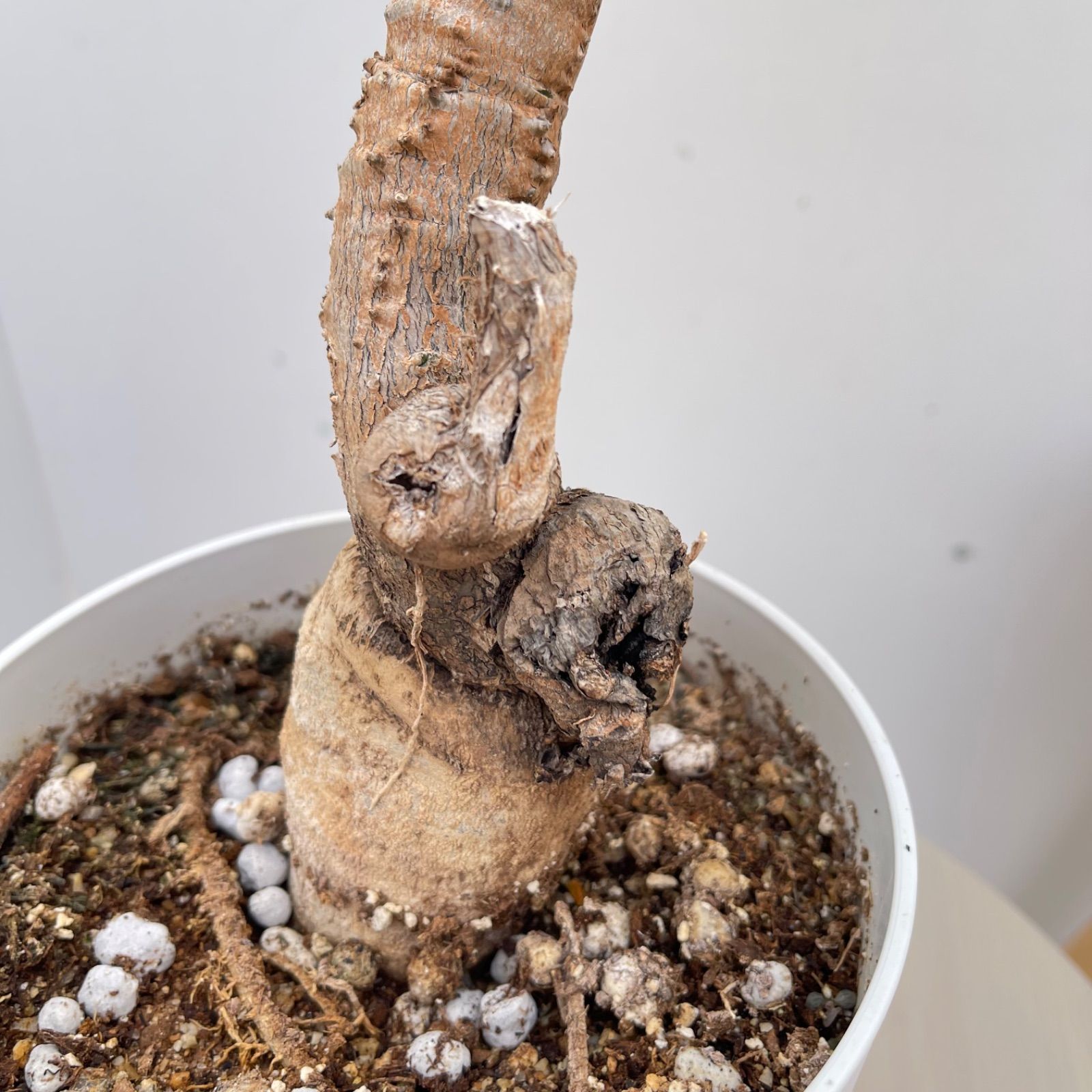 モナデニウム　マグニフィカム【現品】☆希少☆ 観葉植物　塊根植物 モナデニウム マグニフィカム【現品】☆希少☆ 観葉植物 塊根植物