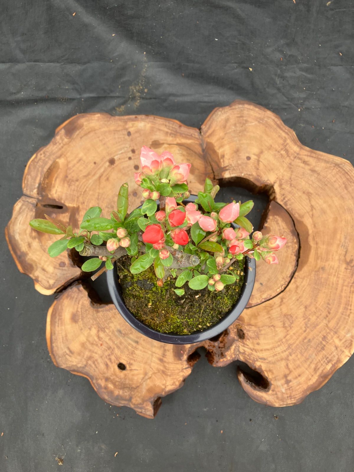 ボケ盆栽 日月の嶺 5号 咲き分け一重 花芸良 - メルカリ