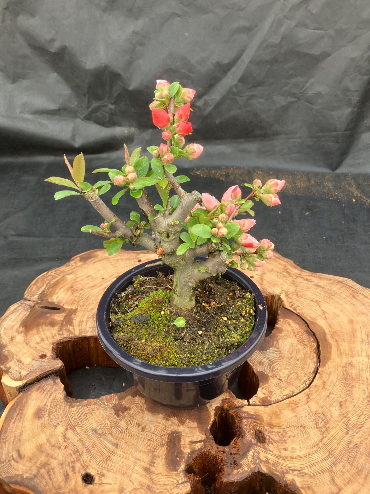 ボケ盆栽 日月の嶺 5号 咲き分け一重 花芸良 - メルカリ