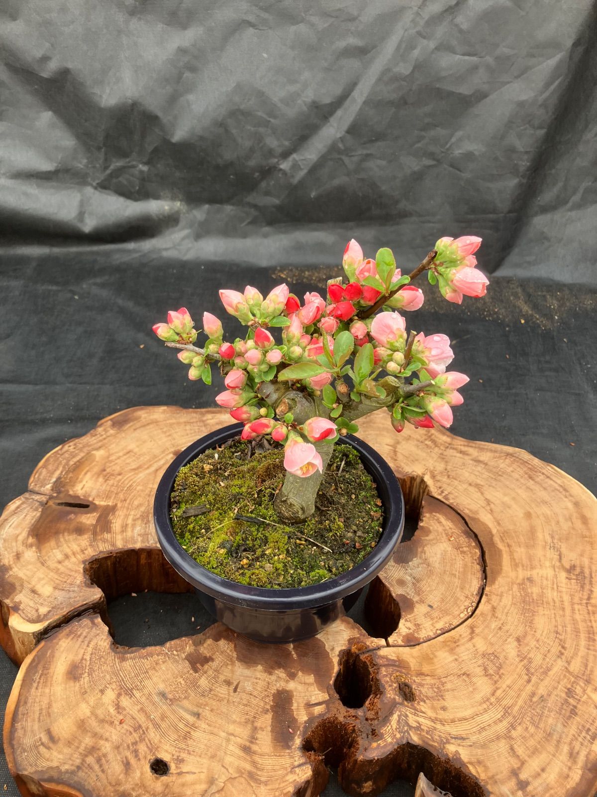 ボケ盆栽 日月の嶺 5号 咲き分け一重 花芸良 - メルカリ