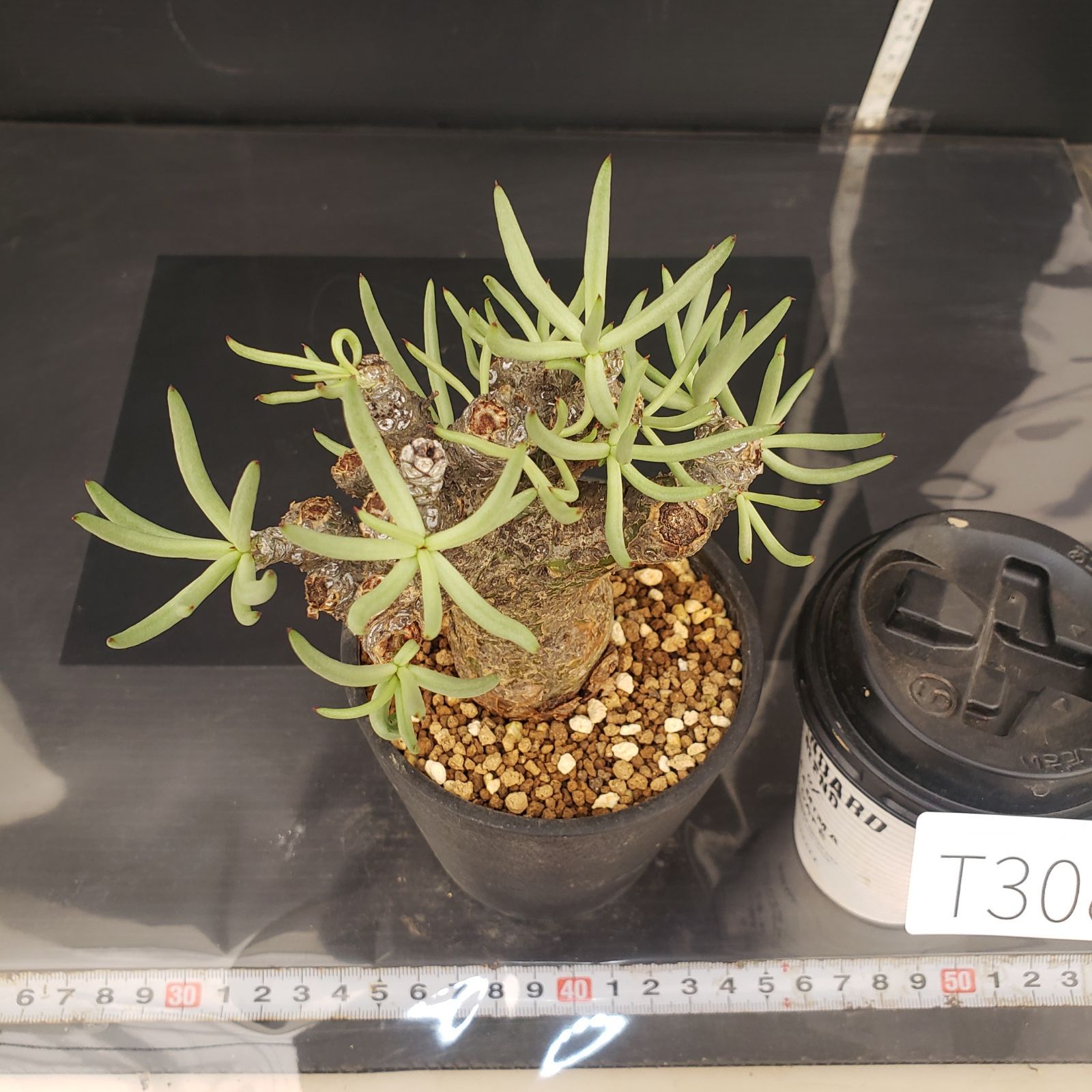 2362 「塊根植物」チレコドン ペアルソニー大 抜き苗【最新到着・美株