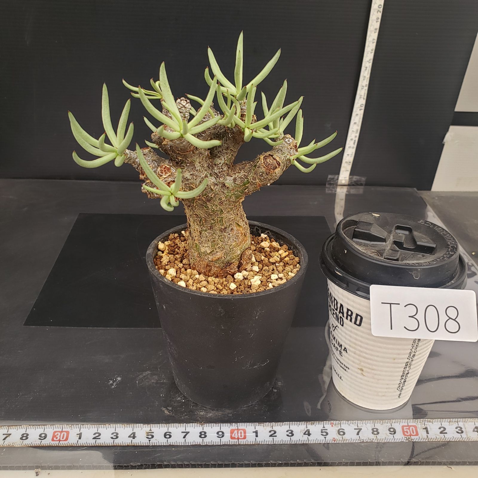 チレコドン ペアルソニー Tylecodon pearsonii チレコドン