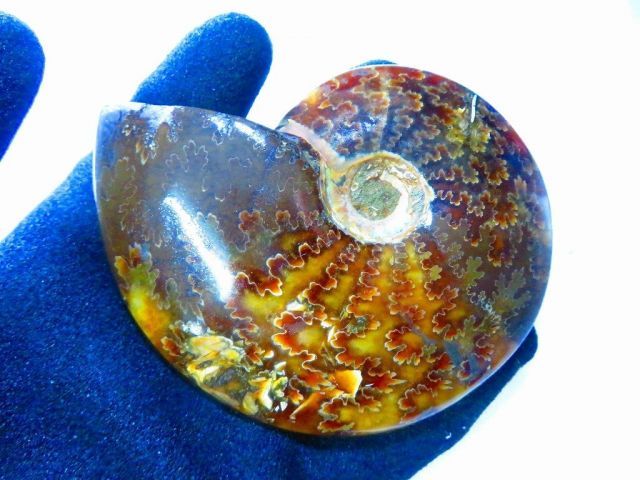 数万個の中の一個☆天然マダガスカル産 ☆ 縫合線オパールアンモナイト
