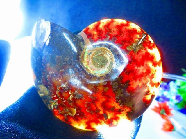 数万個の中の一個☆天然マダガスカル産 ☆ 縫合線オパールアンモナイト