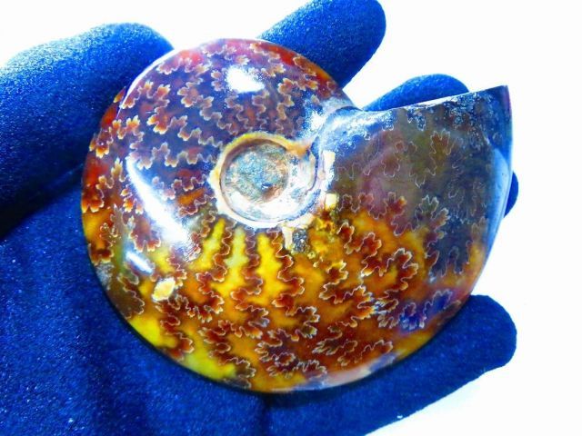 数万個の中の一個☆天然マダガスカル産 ☆ 縫合線オパールアンモナイト
