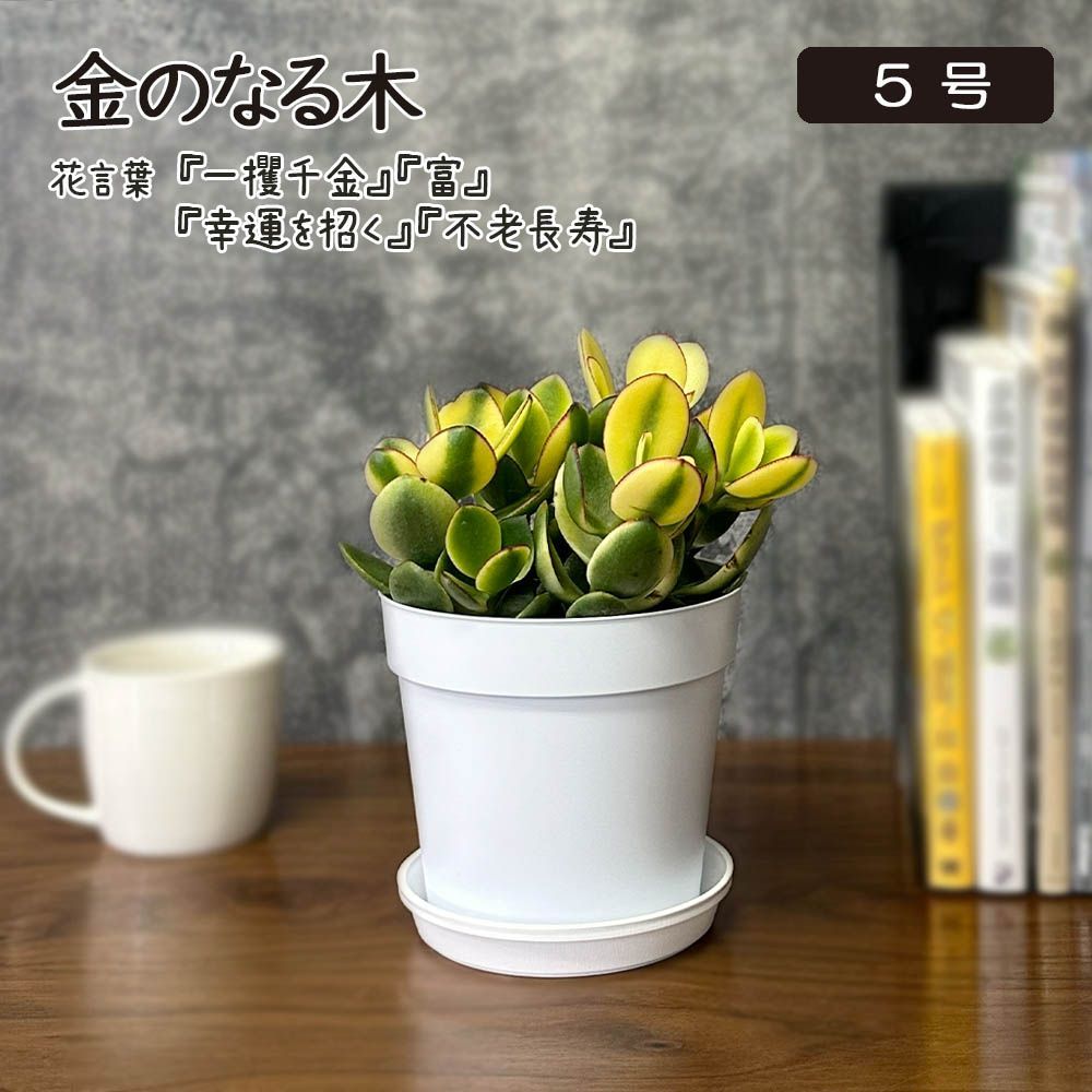 観葉植物 新生活 種類 金のなる木 斑入り 大判 5号 白プラスチック鉢