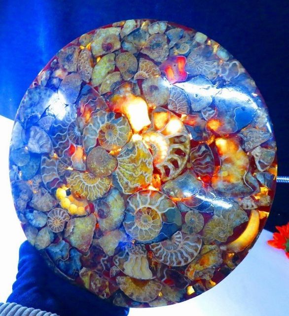 大型マダガスカル産 アンモナイト 化石 縫合線付 数万個の中の一個☆天然マダガスカル産 ☆ 縫合線オパールアンモナイト