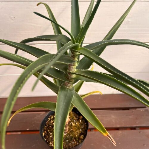 アロエ ストリアツラ　まとめ売り20株　カット苗 アロエ ストリアツラ (Aloe striatula) 4号 (直径12cm) ロングポット苗