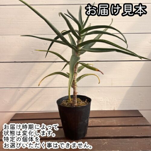 アロエ ストリアツラ (Aloe striatula) 4号 (直径12cm) ロングポット苗