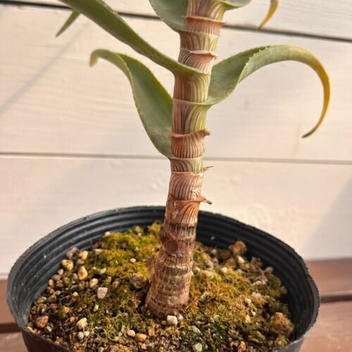 アロエ ストリアツラ (Aloe striatula) 4号 (直径12cm) ロングポット苗