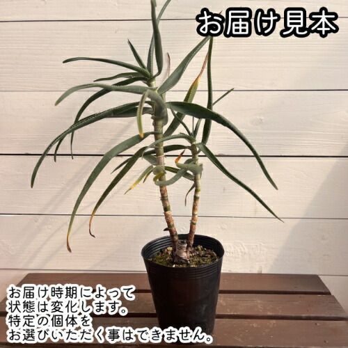 アロエ ストリアツラ (Aloe striatula) 4号 (直径12cm) ロングポット苗