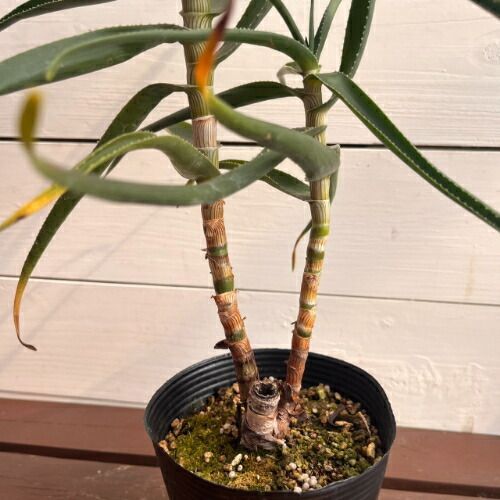 アロエ ストリアツラ (Aloe striatula) 4号 (直径12cm) ロングポット苗