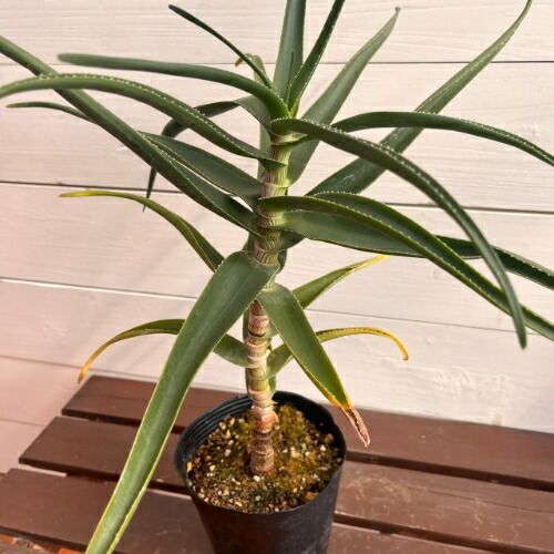 アロエ ストリアツラ (Aloe striatula) 4号 (直径12cm) ロングポット苗