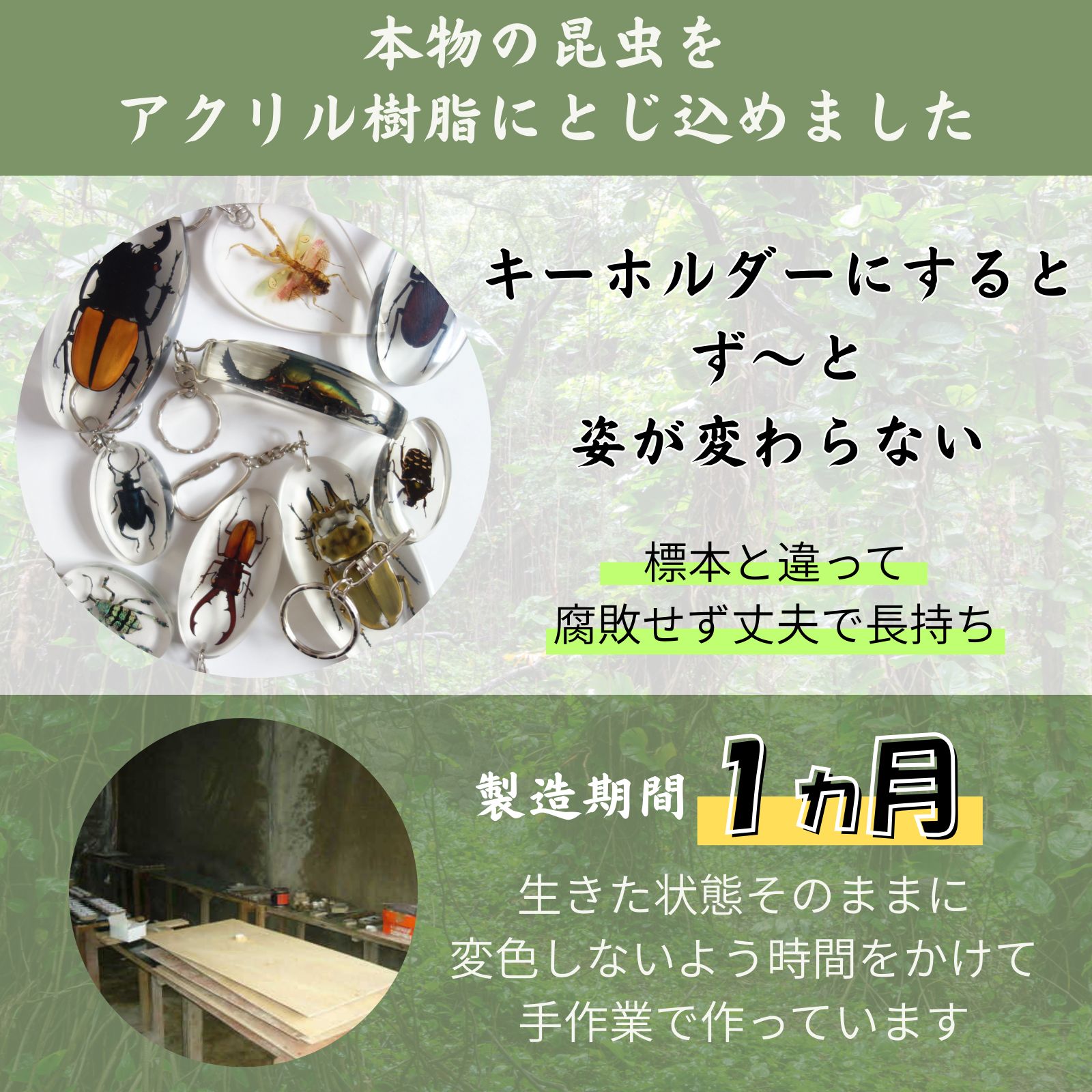 本物 昆虫キーホルダー 「オウゴンオニクワガタ」（大）クワガタムシ