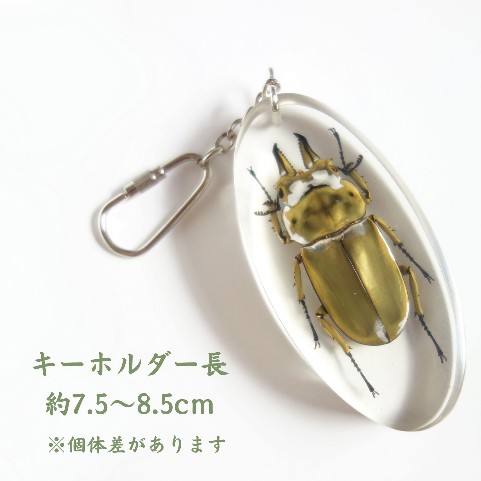 クワガタ 標本 キーホルダー 2個セット 昆虫標本 本物 昆虫キーホルダー 「オウゴンオニクワガタ」（大）クワガタムシ