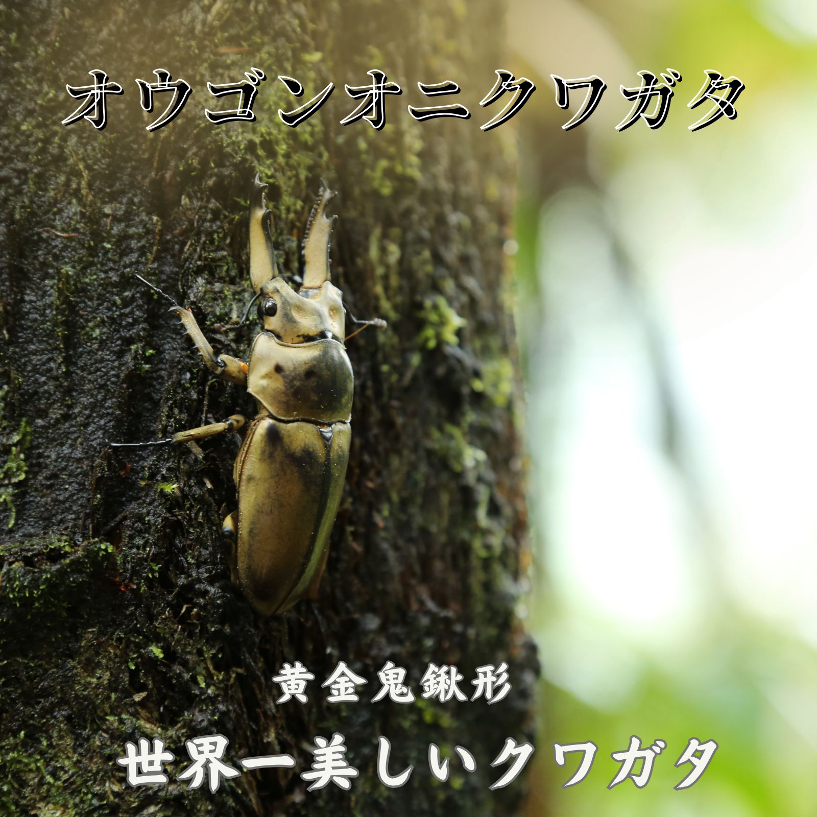 本物 昆虫キーホルダー 「オウゴンオニクワガタ」（大）クワガタムシ
