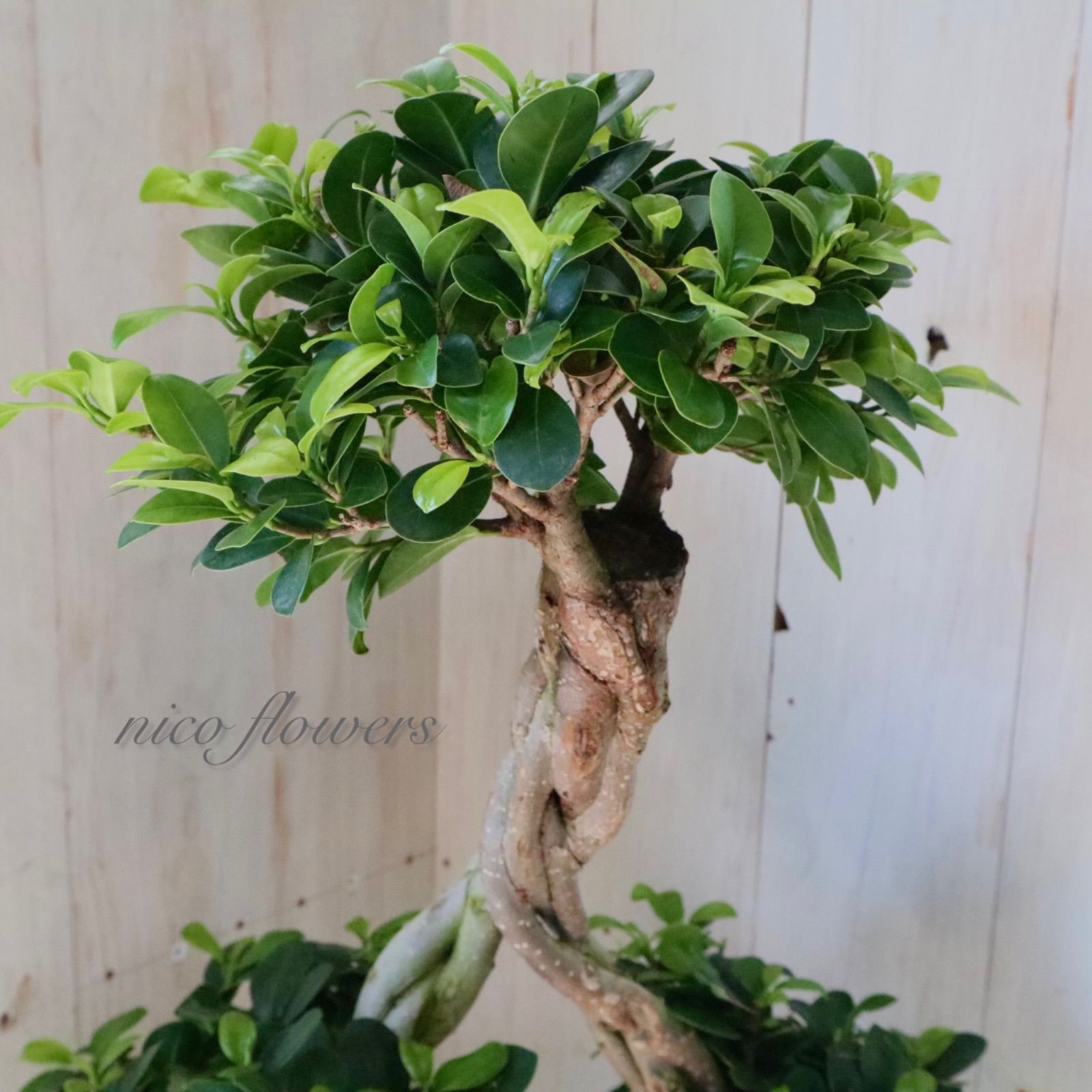 立派♡編み込み♡ 赤ちゃんカジュマル♡パンダカジュマル♡カジュマル
