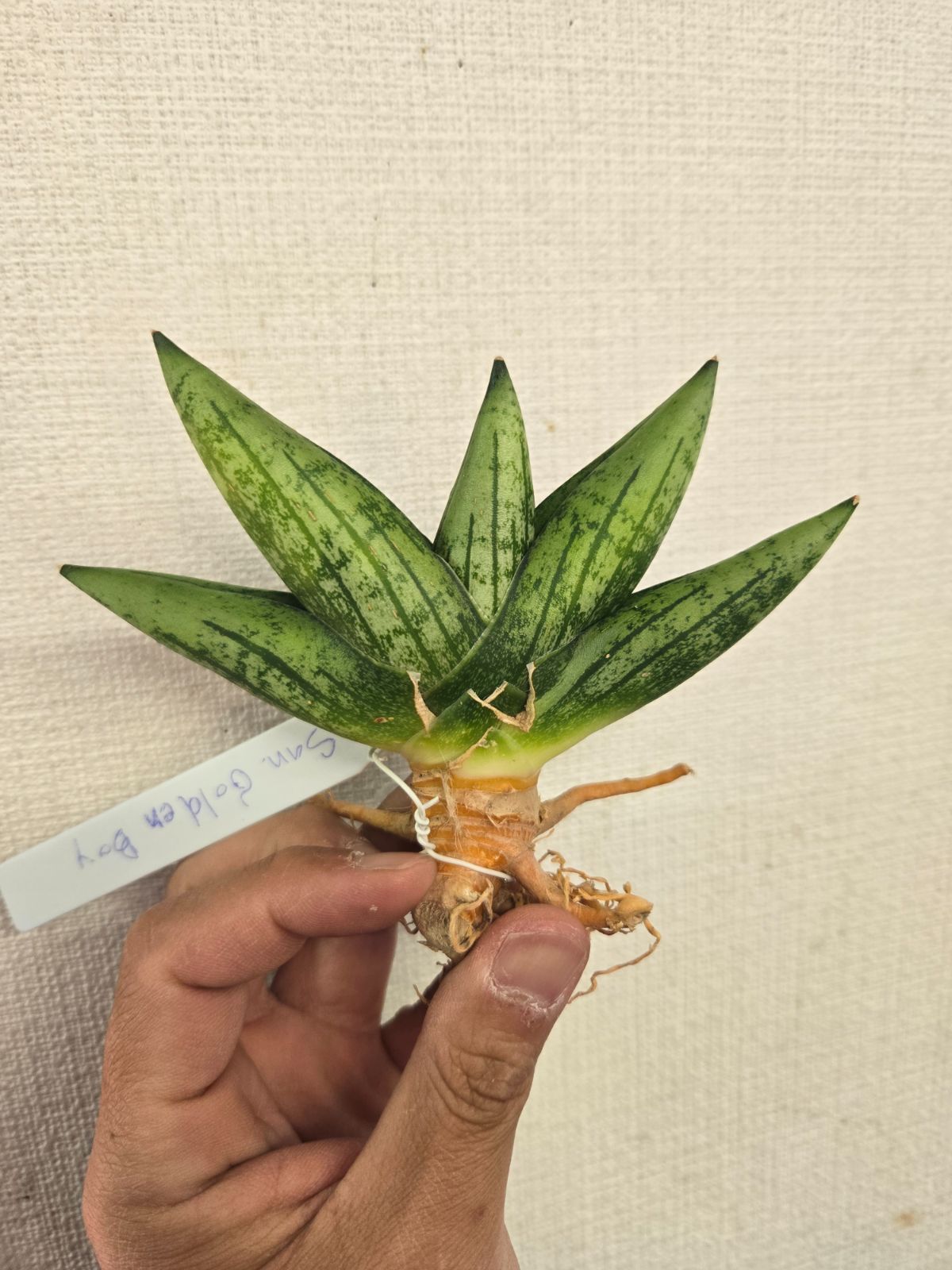 サンセベリア★ゴールデンボーイ　希少種！限定1株