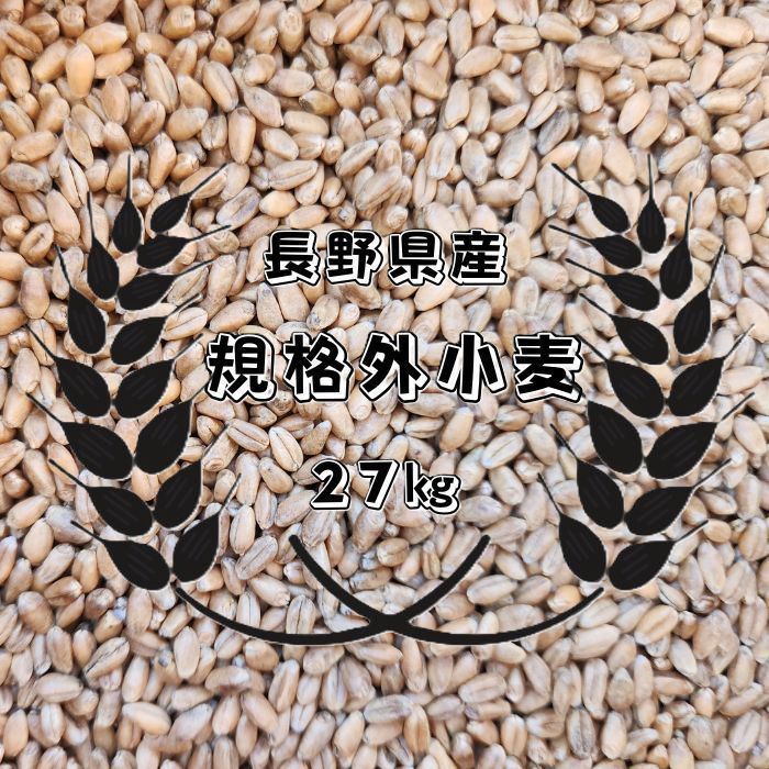 【令和7年産】信州の恵み。長野県産 規格外小麦（飼料用）たっぷり27キロ　鶏や小動物のエサにどうぞ