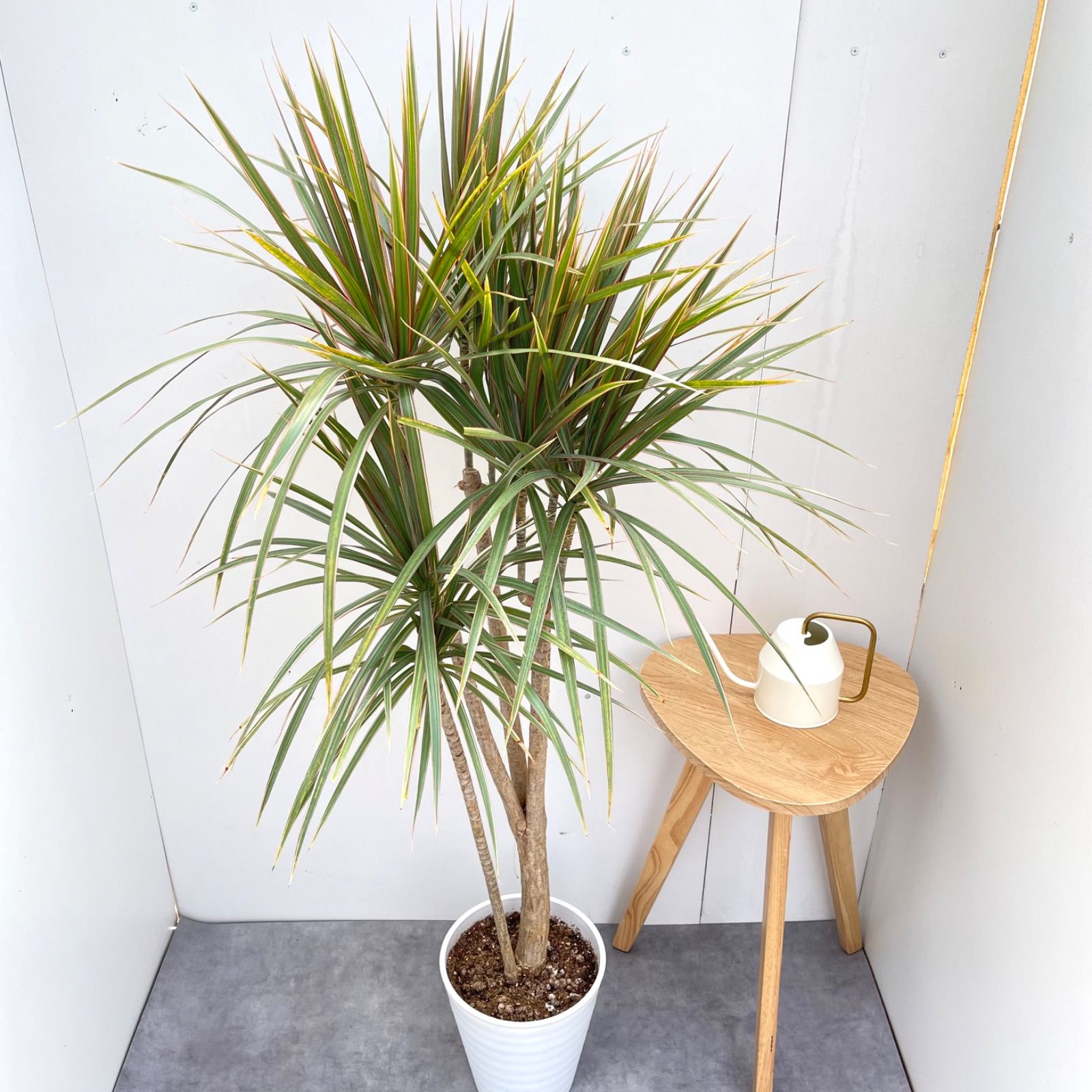 ドラセナ コンシンネ トリカラー 8【現品】観葉植物 室内 大型 - メルカリ