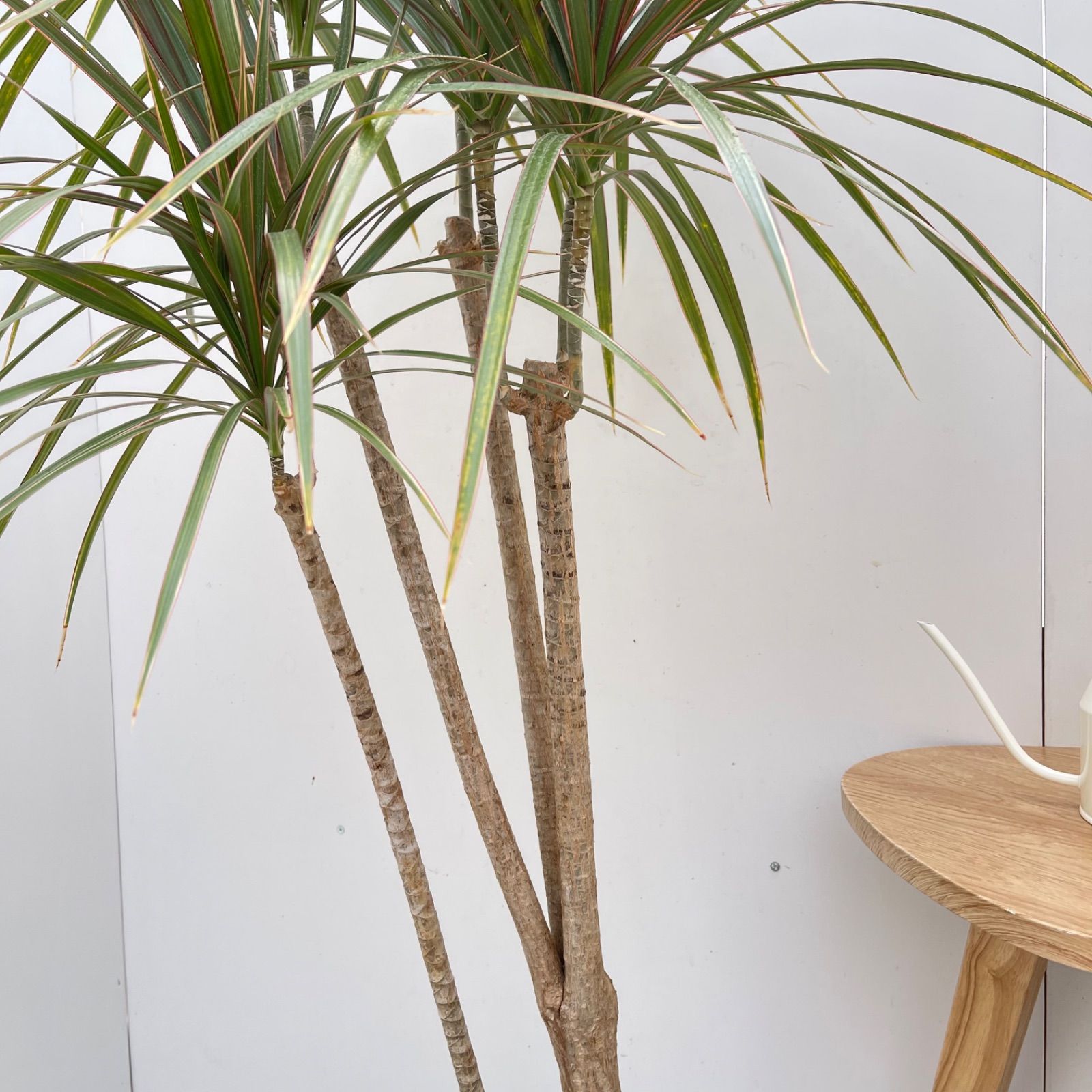 ドラセナ コンシンネ トリカラー 8【現品】観葉植物 室内 大型 - メルカリ
